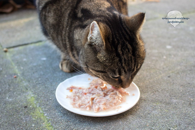 Gimcat-Hühnchenfilet-für-Katzen