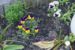 Garten-Bunte-Blumen