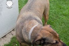 Sunny-sauberes-Fell-Hundebürste