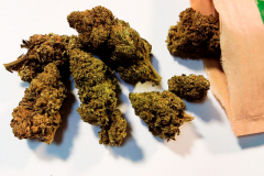 CBD-Blueten111