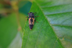 Marienkaefer-Larve-auf-Blatt